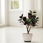 Load image into Gallery viewer, Bold Fiddle Artificial Plant - Artificial Plant | Indoor Plant|Decorative Plant|Artificial Greenery|Low-Maintenance Plants|Green DecoR|Nature-Inspired Decor | Artificial Plants Room Decor | Tropical Fake Plant in Pot