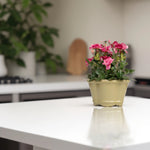 Load image into Gallery viewer, Blooming Beauty(Red) - Flowers For Decor | Red Flowers Decor | Shelves Decor