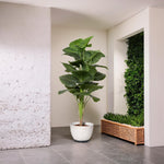 Load image into Gallery viewer, Lush Living Artificial Ficus Tree Artificial Plant|Indoor Plant|Decorative Plant|Artificial Greenery|Low-Maintenance Plants|Green DecoR|Nature-Inspired Decor | Artificial Plants Room Decor | Tropical Fake Plant in Pot