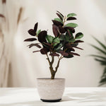 Load image into Gallery viewer, Bold Fiddle Artificial Plant  - Artificial Plant | Indoor Plant|Decorative Plant|Artificial Greenery|Low-Maintenance Plants|Green DecoR|Nature-Inspired Decor |  Artificial Plants Room Decor | Tropical Fake Plant in Pot
