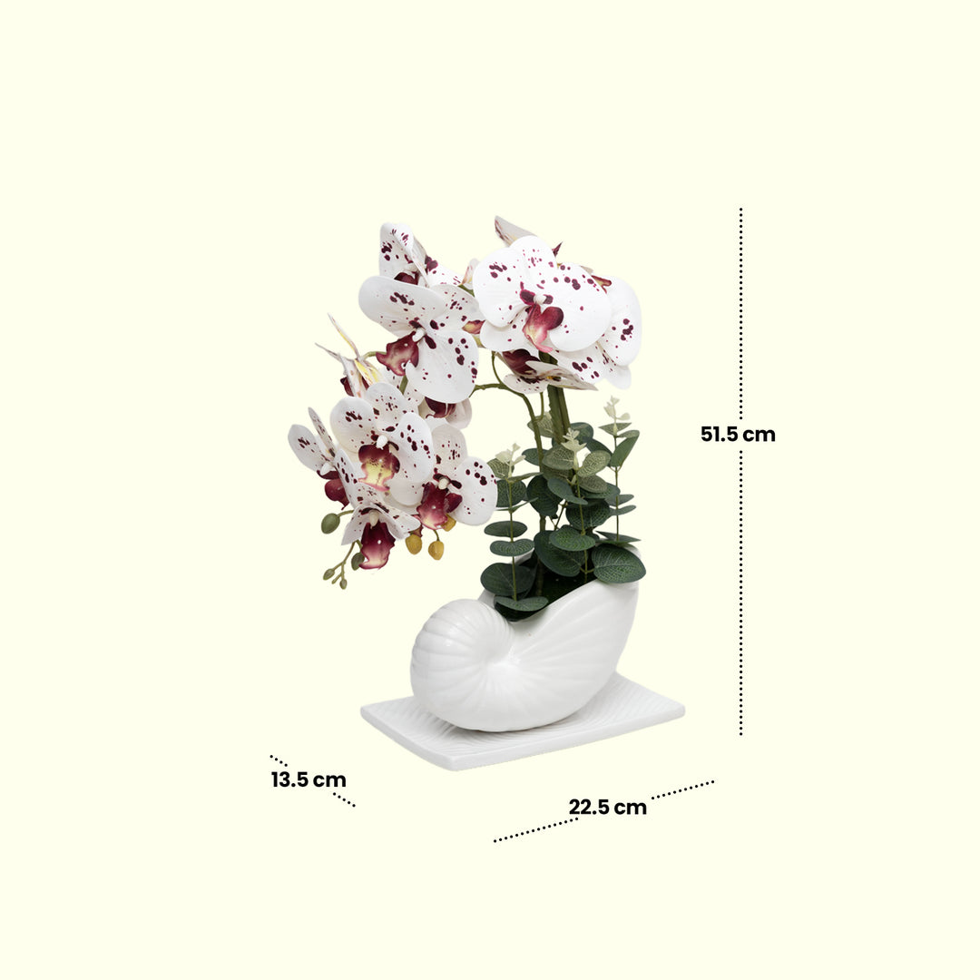 Seashell Orchids(White) - Flowers For Decor | White Flowers Decor | Shelves Decor