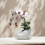 Load image into Gallery viewer, Seashell Orchids(White) - Flowers For Decor | White Flowers Decor | Shelves Decor
