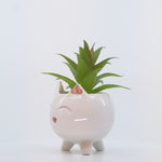 Load and play video in Gallery viewer, Cute Cat Ceramic Planter - Home Decor | Artificial Garden | Ceramic Planter | Cat Planter
